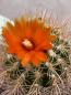 Preview: Parodia spec. orange
